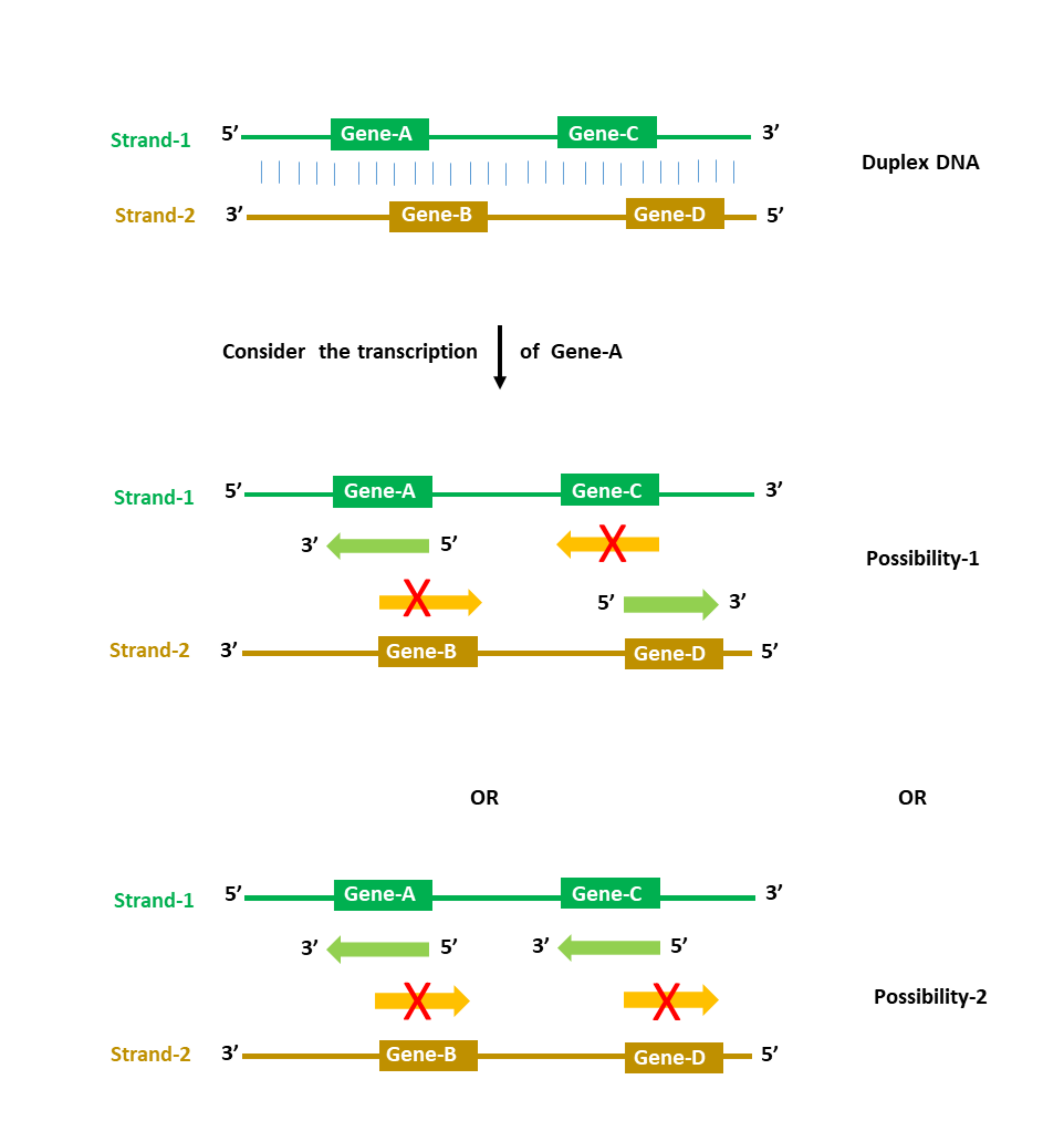 common-misconceptions-in-biology-making-sense-of-the-sense-and