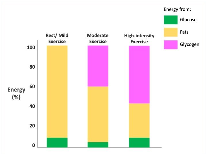 The Role Of Carbohydrate Fat And Protein As Fuels For Aerobic And Anaerobic Energy Production Biomolecules Free Full Text The Regulation Of Fat Metabolism During Aerobic Exercise Html Carbohydrates Provide