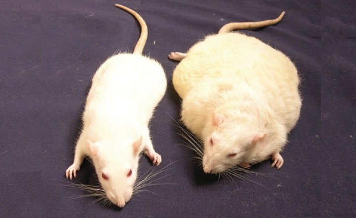 Adult lean(left) and obese(right) rats of same age
