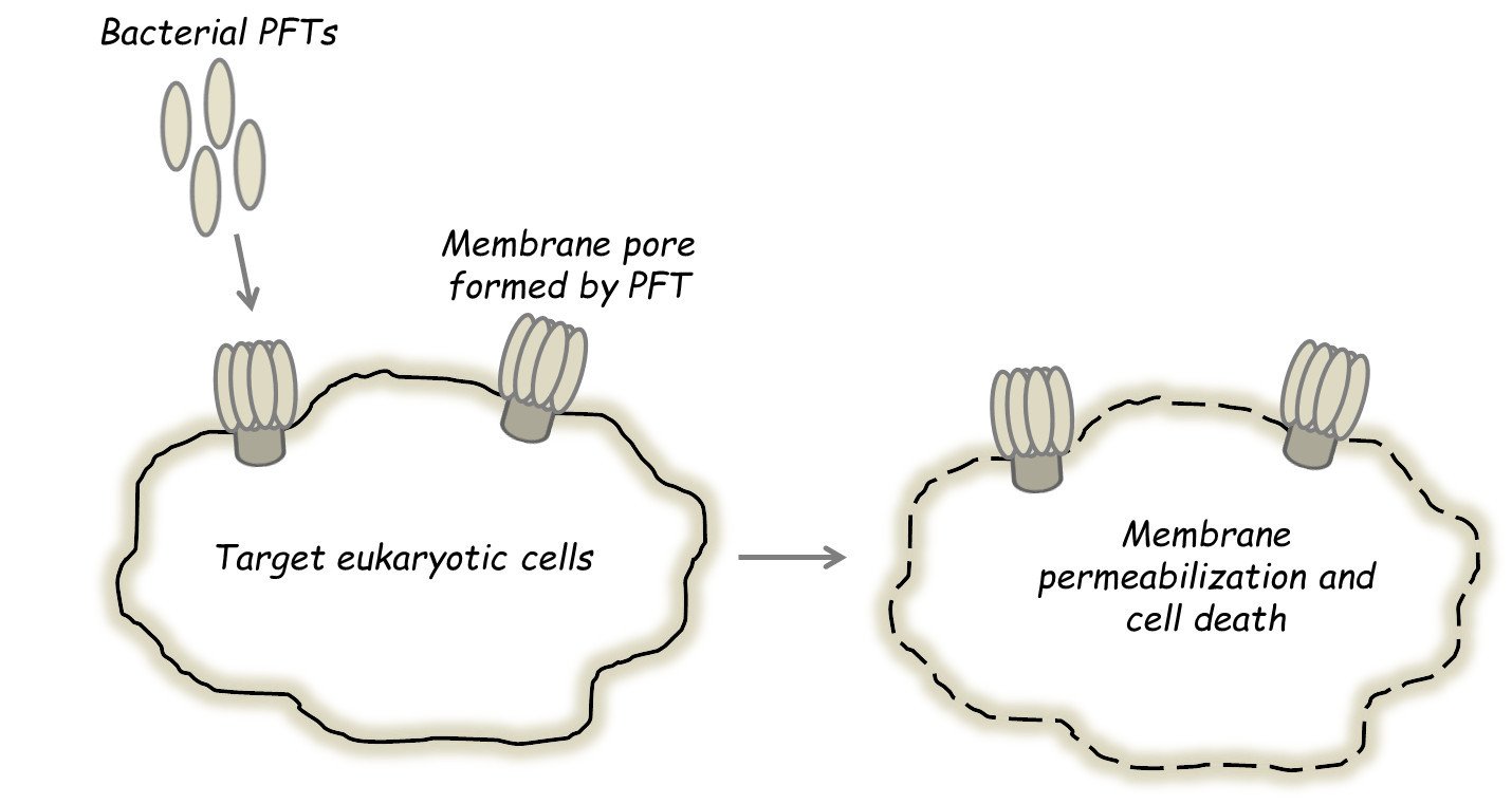 Bacterial Pore Forming Toxins (PFT)