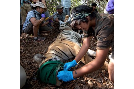 Pallavi Ghaskadbi examining canines of a tiger in Brahmapuri forest division, Maharashtra.