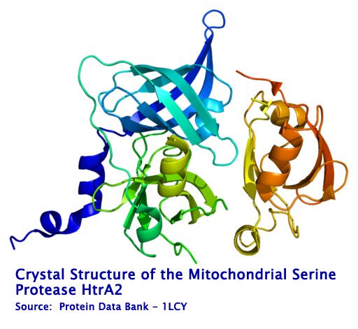 Protein HTRA2 PDB 1lcy