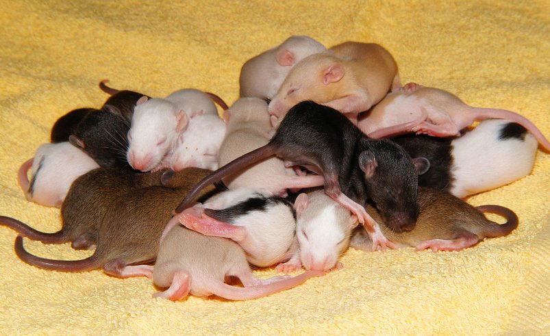 Mother’s sleep affects offspring’s brain development in rats