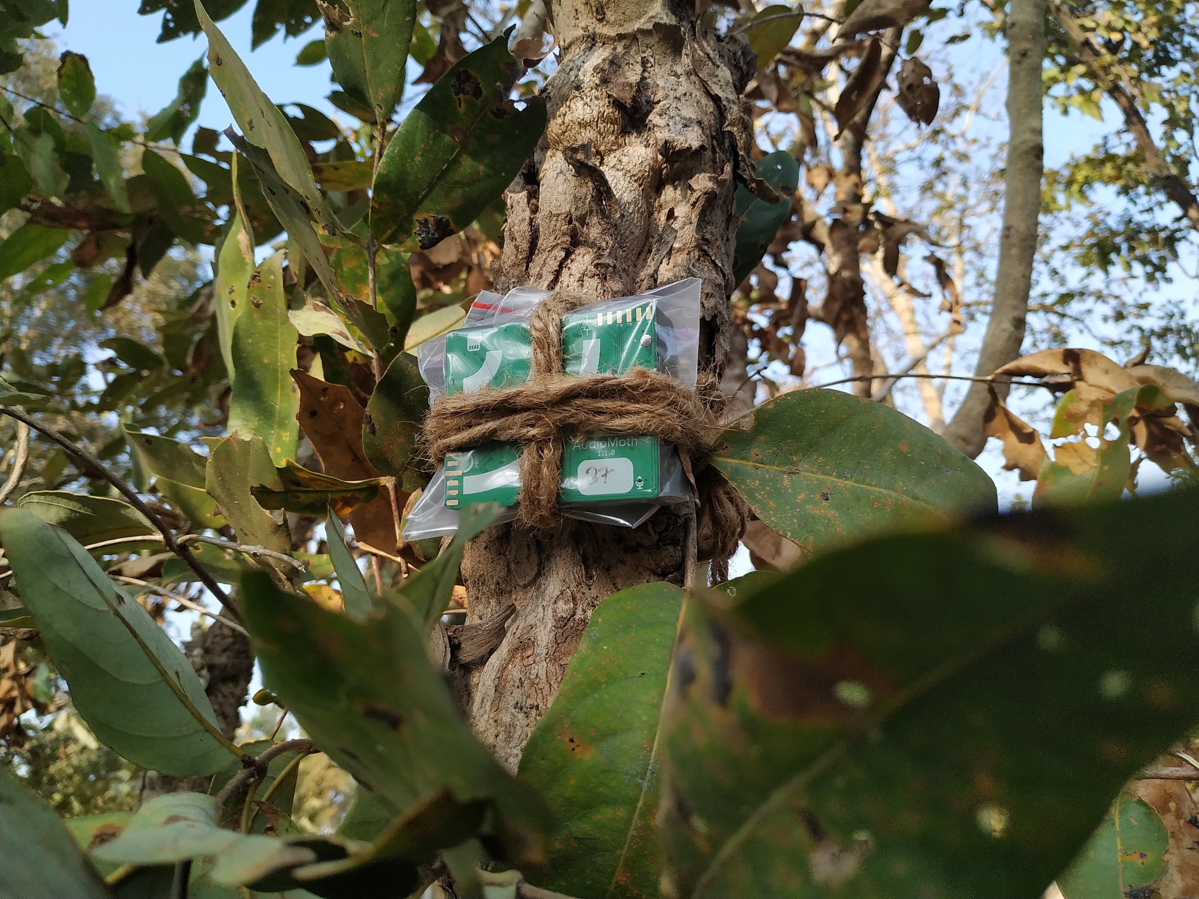 Recorder tied to the tree. Photo Credit: Pooja Choksi