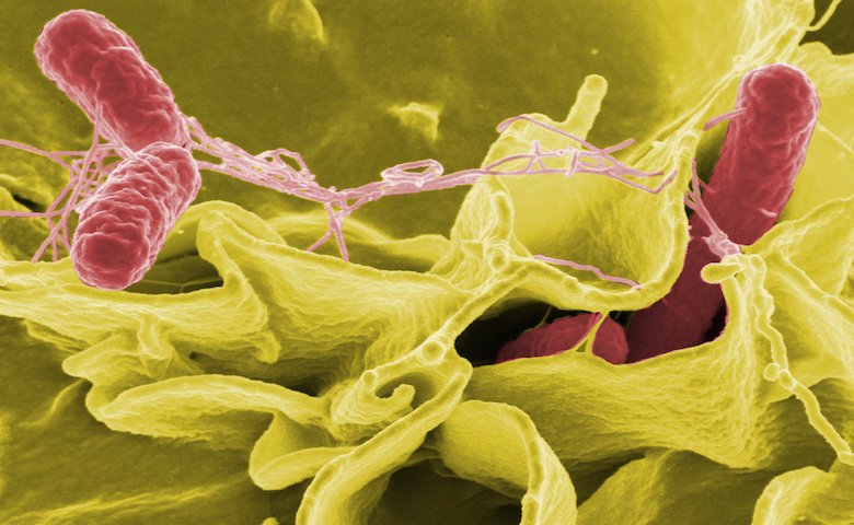 scanning electron micrograph showing Salmonella typhimurium (red) invading cultured human cells