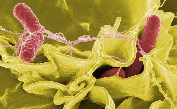 Color-enhanced scanning electron micrograph showing Salmonella Typhimurium (red) invading cultured human cells