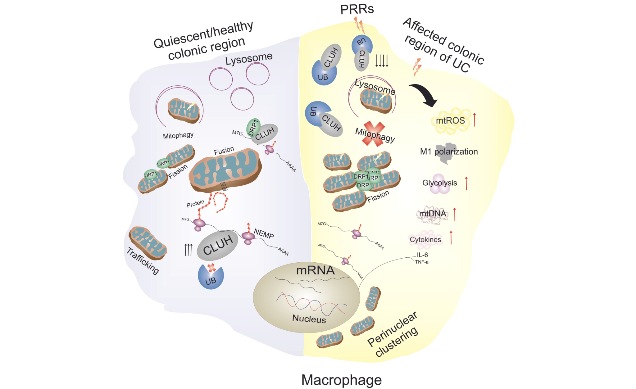 Pictorial representation of the result of depletion of CLUH in macrophages and biopsy samples collected from UC patient's colon compared to healthy individuals. Photo credit: Khan et al., 2023