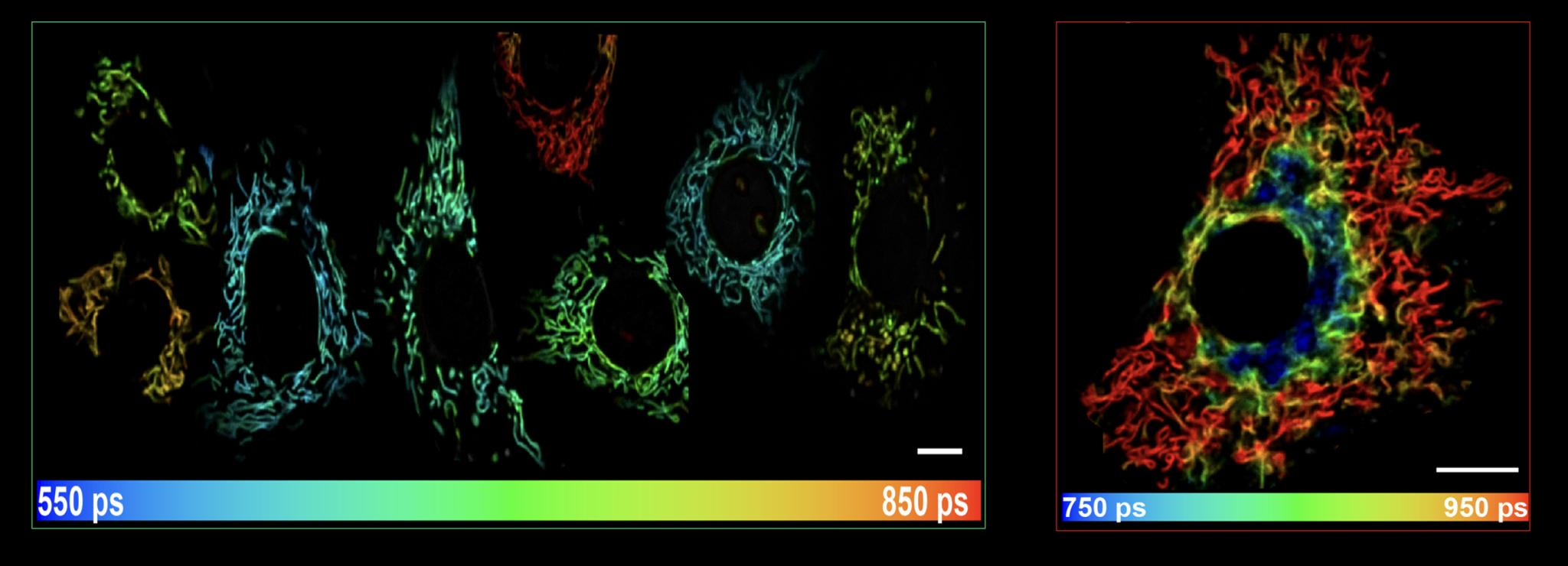 Varying fluorescence lifetimes of Mitrotor-1 reveal differences in inner mitochondrial membrane fluidity. Image Credit: Gaurav Singh
