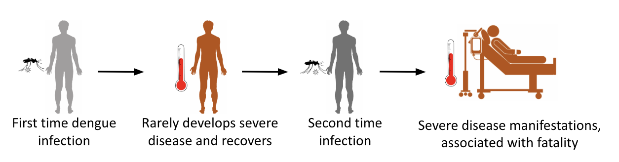 Historical perspective of dengue infections. Photo Credit: Anmol Chandele