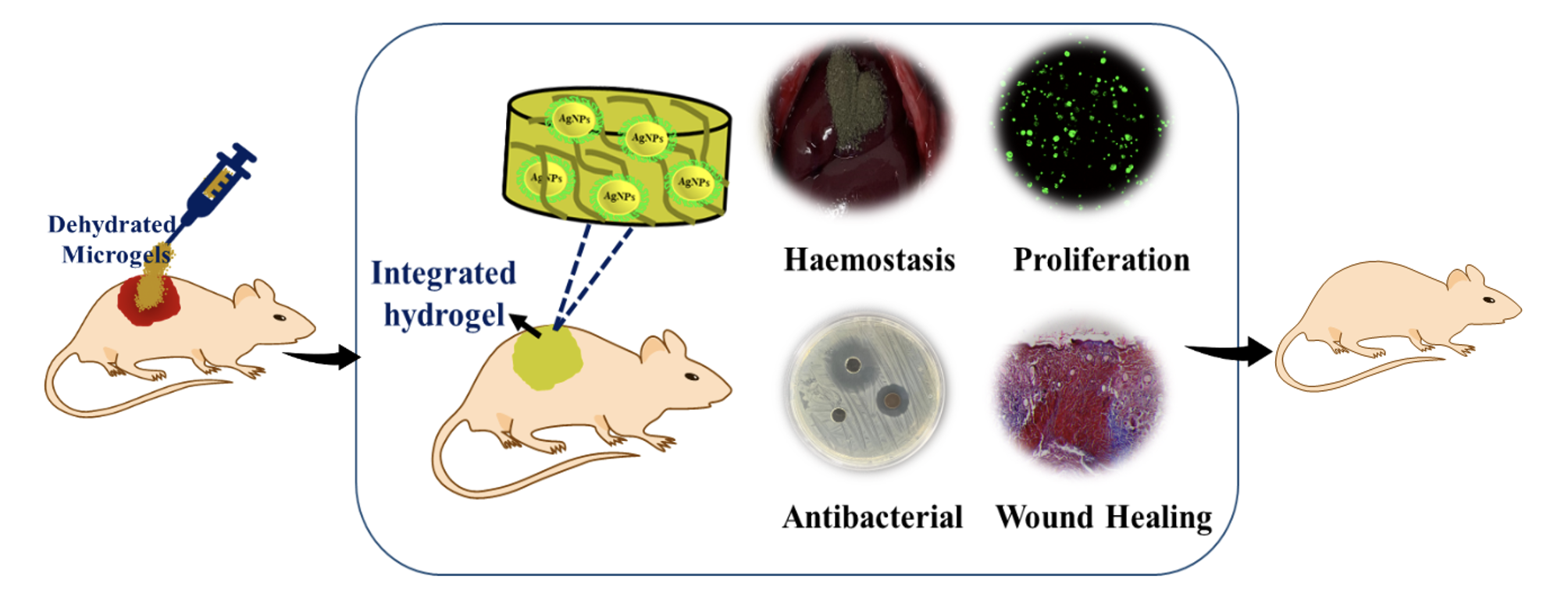 The animal study results demonstrated wound healing following the application of powder hydrogel. Photo Credit: Vineeta Panwar