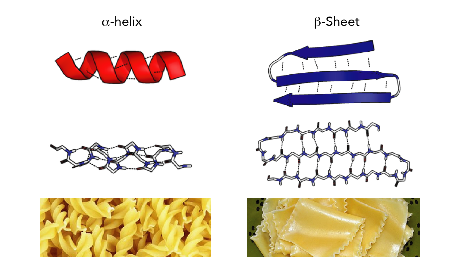 Protein secondary structures