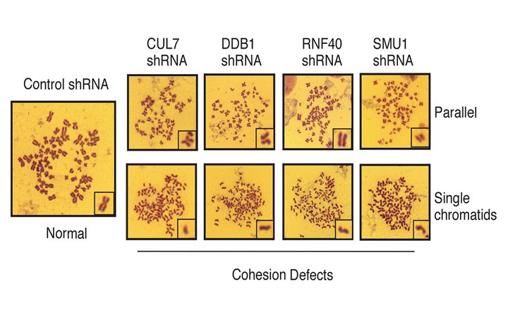 Chromatid cohesion defects following CRL7-SMU knockdown