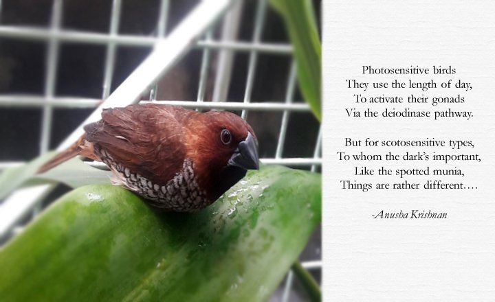 Spotted Munia (Lonchura punctulata)