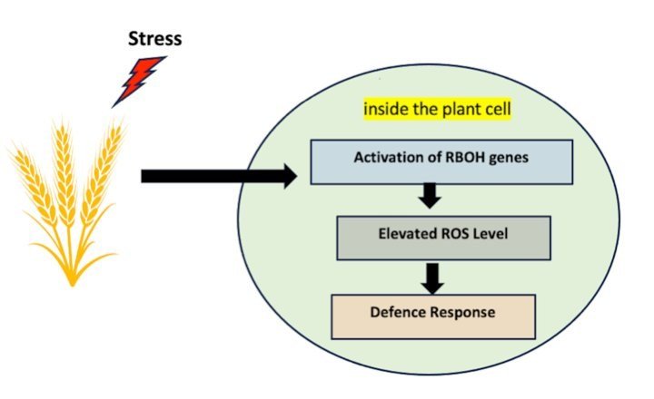 تصویر بالا روند فعال سازی مبتنی بر ژن پاسخ دفاعی در گیاهان را نشان می دهد.  اعتبار: سانچیتا سینگ.