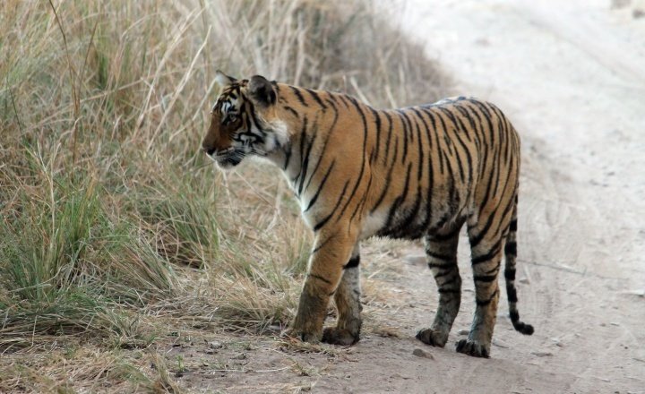 A female tiger on a forest trail in Ranthambore (Photo: Abhinav Tyagi)