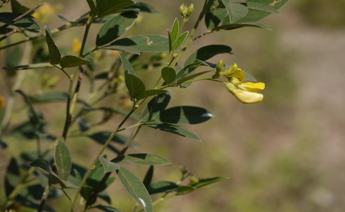 Pigeonpea plant