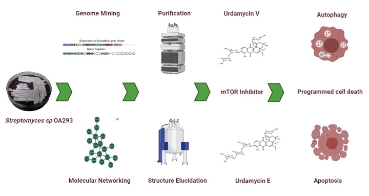 Urdamycin Workflow