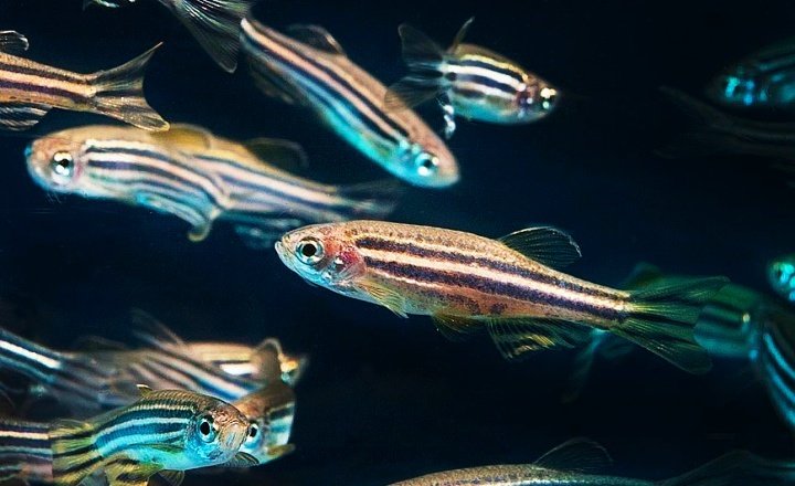 Zebrafish image