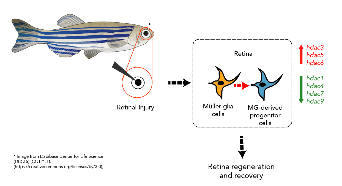 Zebrafish infographic