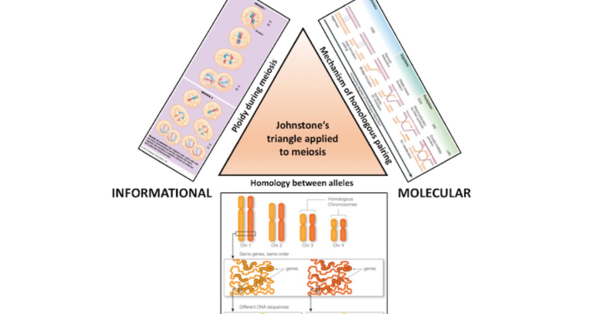 The triangle connect the three levels to teaching meiosis