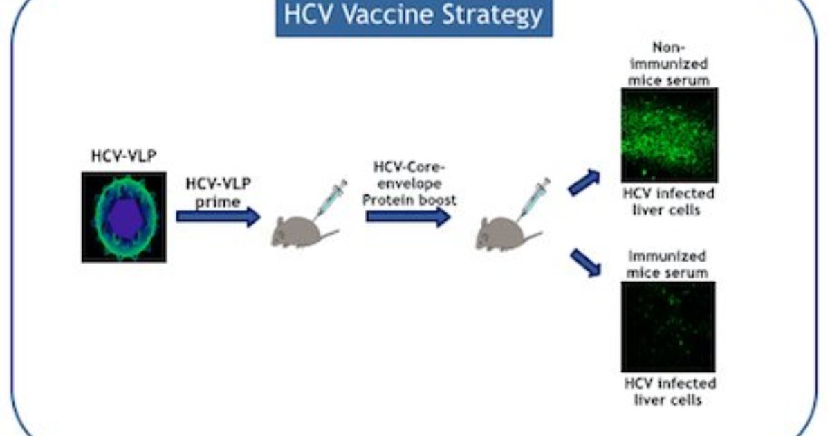 Novel Hepatitis C Vaccine For Indigenous HCV Strain IndiaBioscience   News April2016 HCV Vaccine Image 