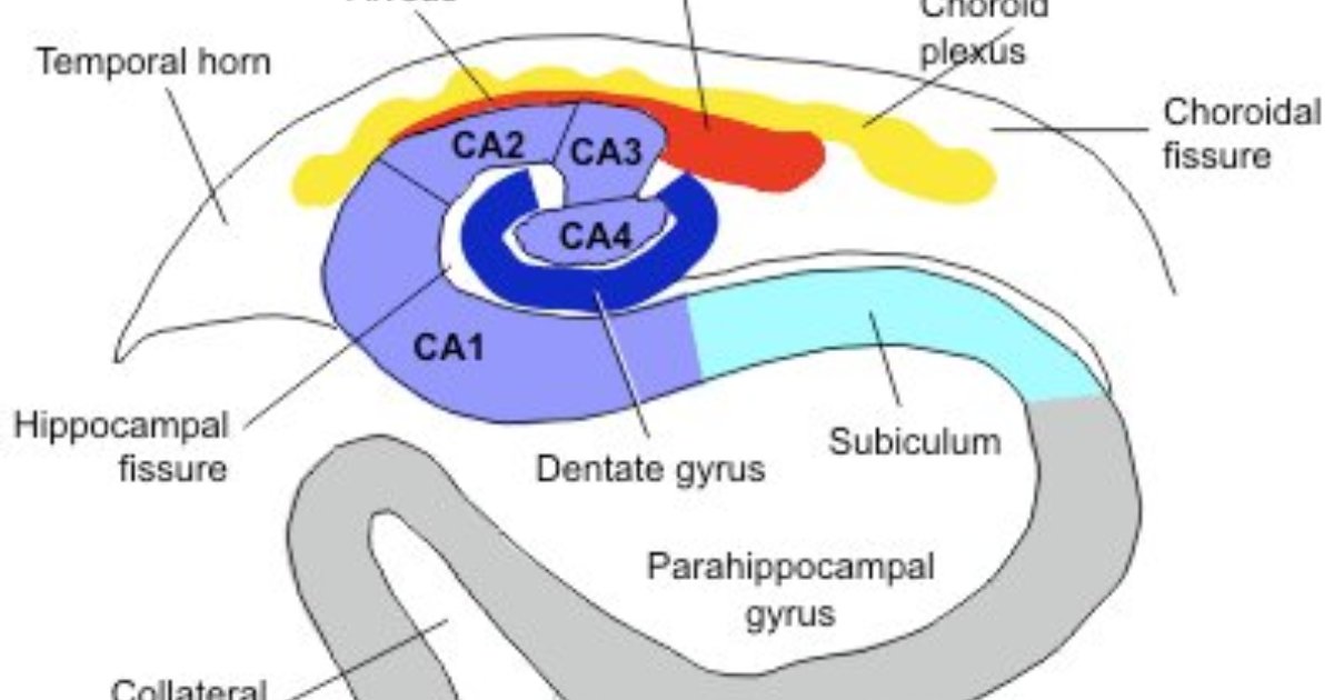 What the rodent brain can teach us about associative learning ...