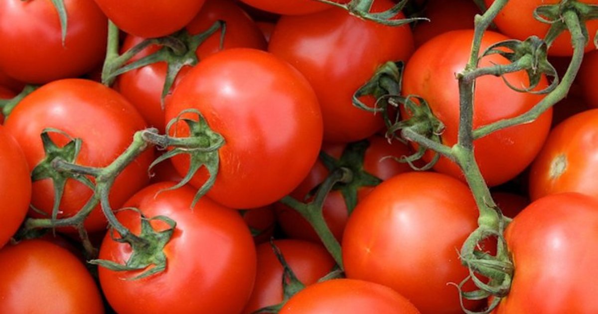 Genetically engineering tomatoes to fight bone growth defects in ...
