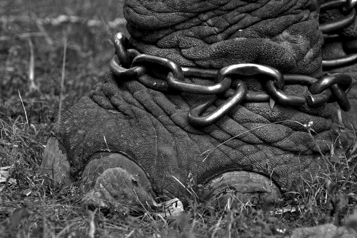 art_IS_may2016_Elephant_chains.jpg#asset