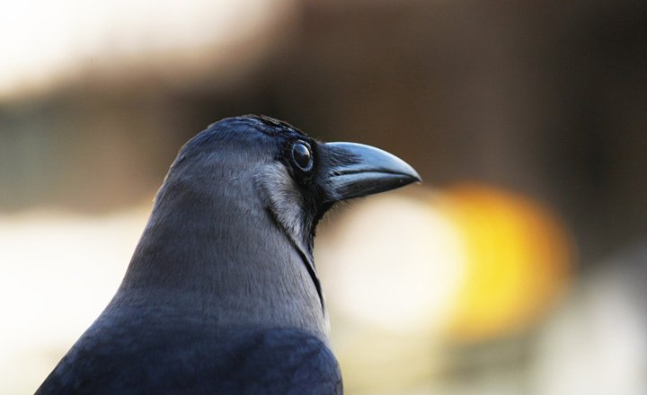 The dark side of light: Lessons from a crow