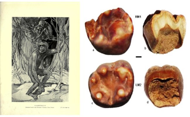Left: Illustration of Pliopithecus, Right: Fossilised molars from Haritalyanagar, Himachal Pradesh