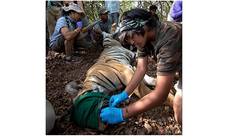 Pallavi Ghaskadbi examining canines of a tiger in Brahmapuri forest division, Maharashtra.