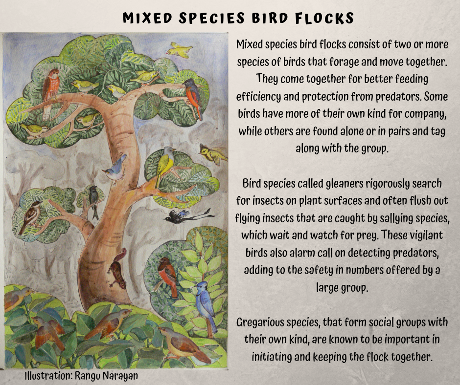 Mixed Species Bird Flocks