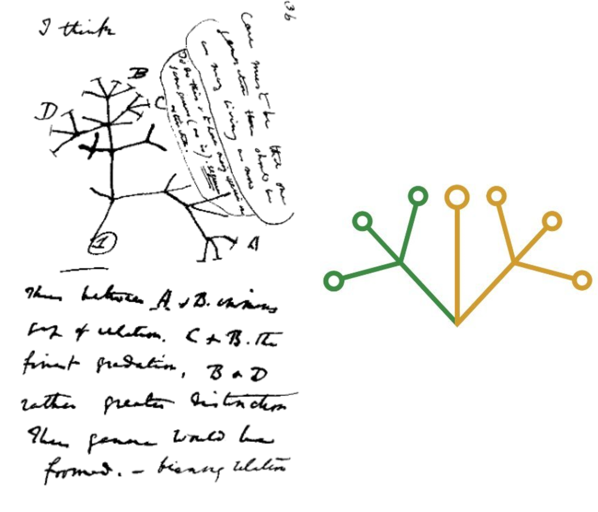 Figure 1: Left: Darwin’s sketch later used in a modified form in ‘The Origin of Species’ that inspired the title and logo (right) of our textbook. Right: Logo of iThink Biology, used here with permission from the copyright owners.
