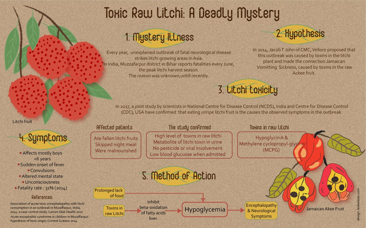 Raw litchis to lethal brain damage: an infographic