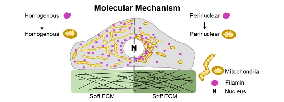 Schematics for the molecular mechanism of perinuclear mitochondrial clustering (in mesenchymal stem cells). Photo credit: Piyush Daga