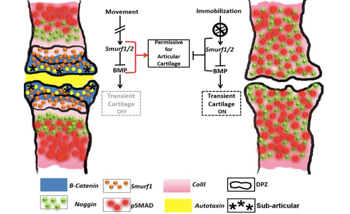 A comparison of pathways involved in developing joints in an in utero embryo with movement versus an immobilised embryo.
