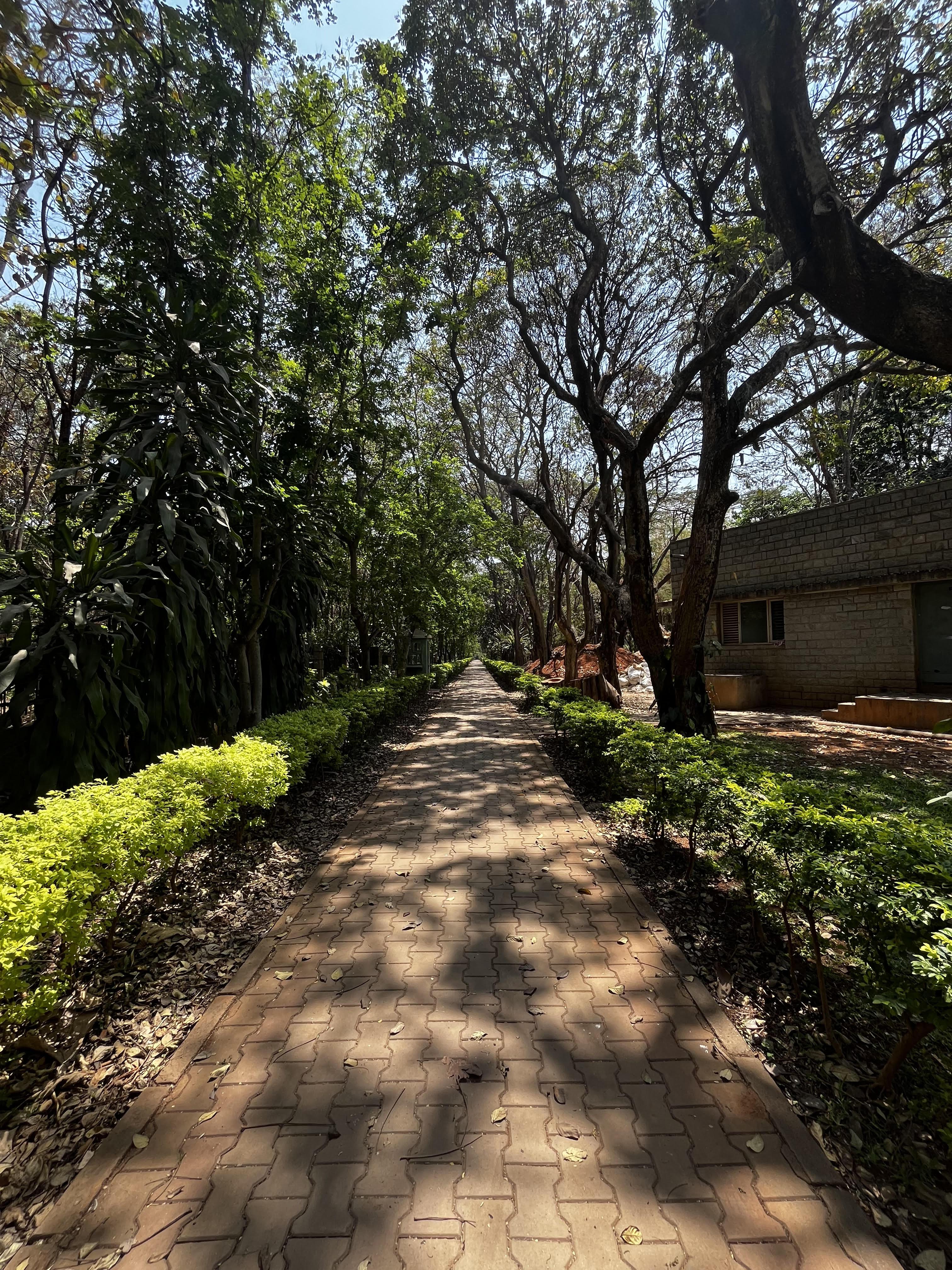 Each morning, strolling through the NCBS campus felt like a serene communion with nature. The daily journey to our workshop hub along these picturesque roads was a highlight of our day! Photo credit: Mahima Samraik Each morning, strolling through the NCBS campus felt like a serene communion with nature. The daily journey to our workshop hub along these picturesque roads was a highlight of our day! Photo credit: Mahima Samraik