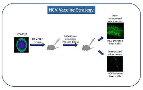HCV Vaccine Strategy