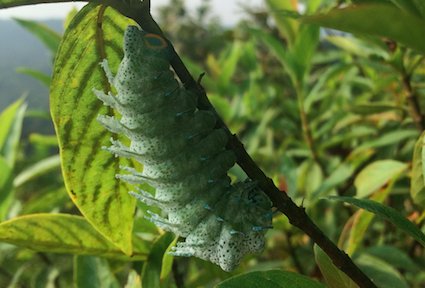 Caterpillar of an Atlas moth in the Western Ghats. The female of the species release powerful pheromones that attract males from several kilometres away.