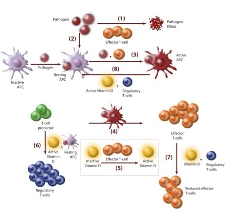 Fig.jpg#asset:457