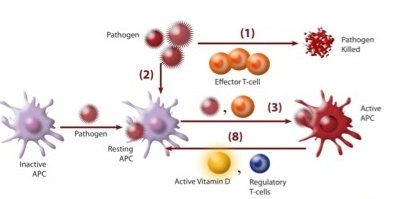 Crop of the schematic representation of cellular interactions
