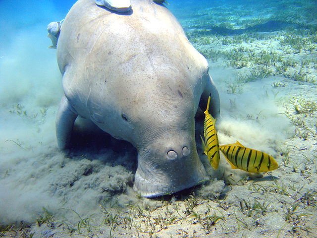 Dugong.jpg#asset:599