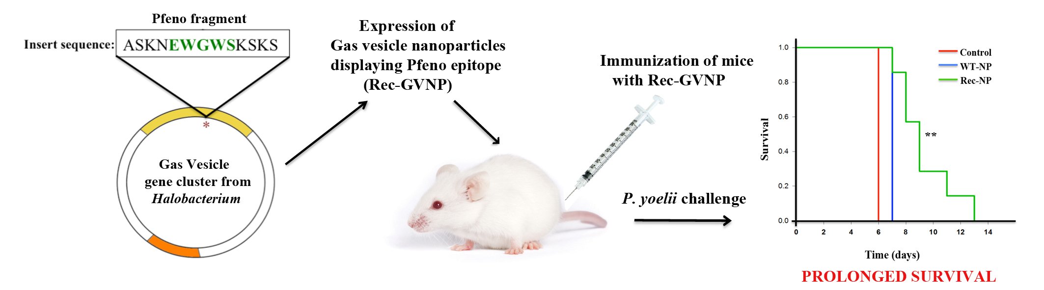 Protection conferred by pentapeptide antigen derived from Plasmodium spp enolase