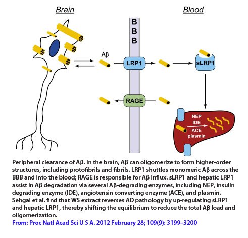 Peripheral Clearance Of β-amyloid Holds Promise For The Treatment Of ...