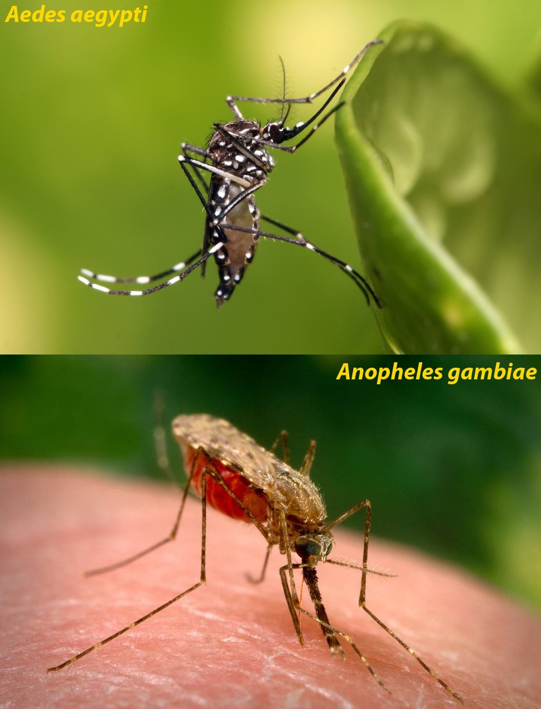 Mosquitoes.jpg#asset:596