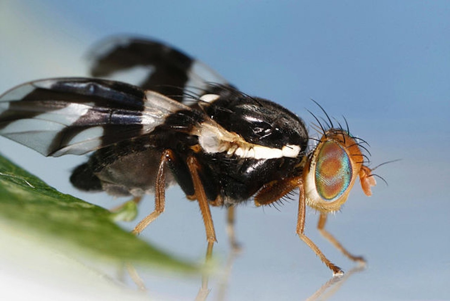 Female apple maggot, Rhagoletis Pomonella
