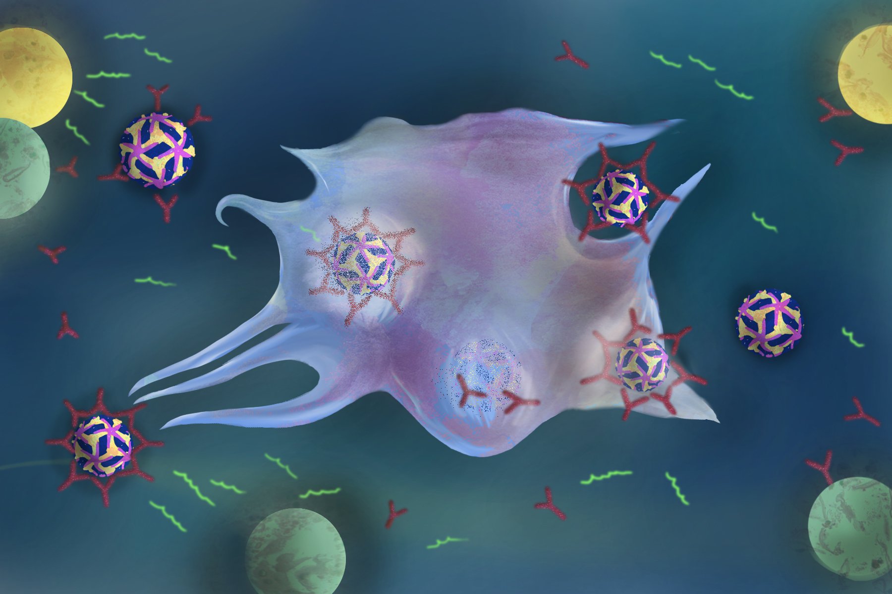 A sketch showing the dengue virus being destroyed by a macrophage after being covered by antibodies. T and B cells are in the periphery.