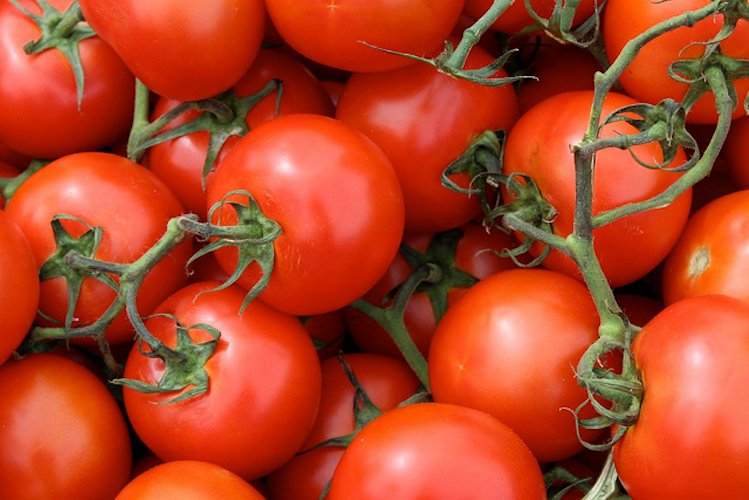 Tomatoes, a suitable choice for nutritional enrichment with flavonols
