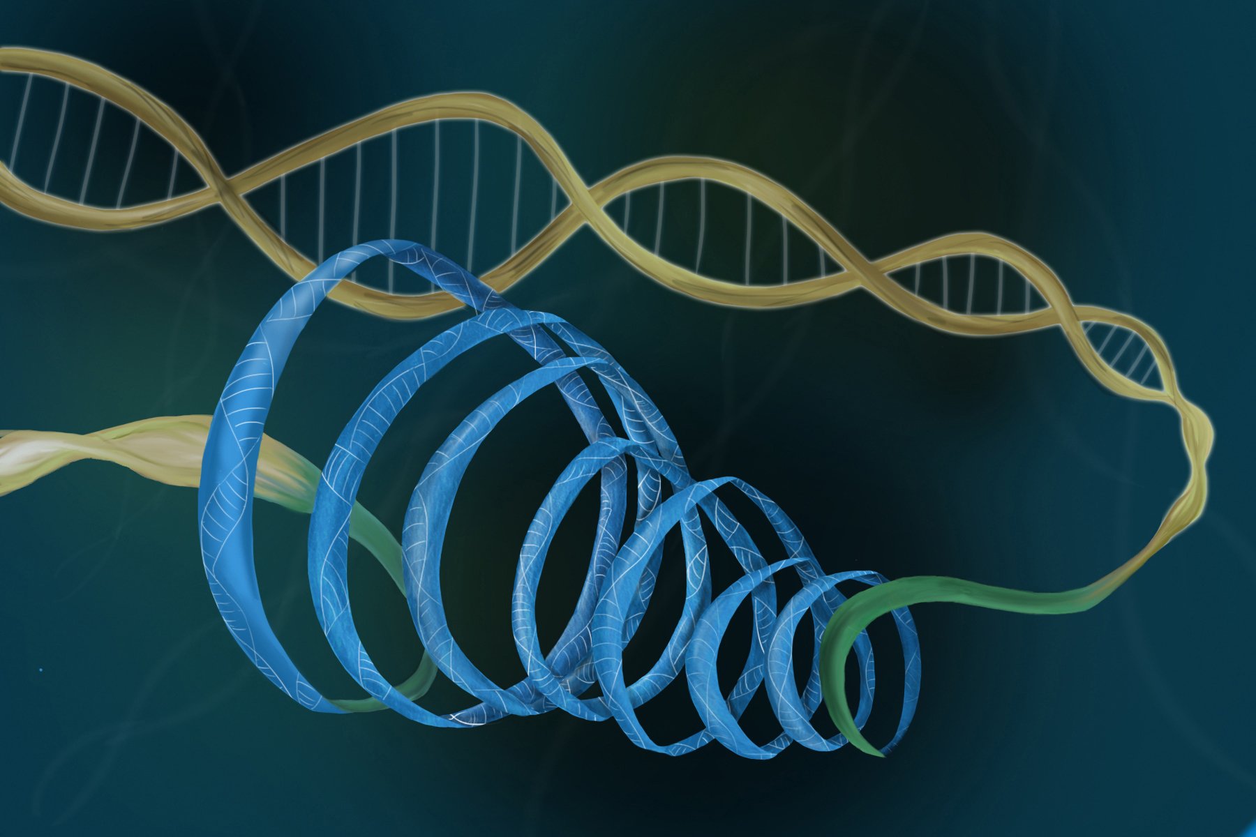 What Is Supercoiling Of Dna