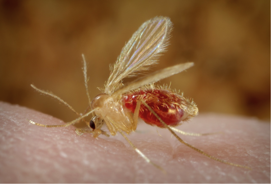 A Phlebotomus papatasi sand fly